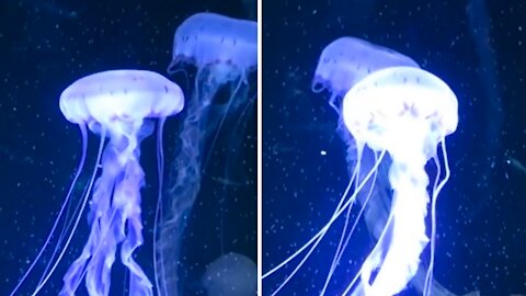 Underwater jellyfish are very beautiful