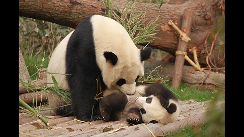 Baby Panda Meets Mom For First Time