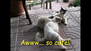 Cat and Dog adorably play like besties