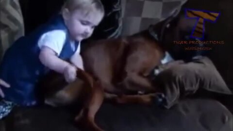 video de perro hermoso jugando con bebe