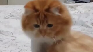 Cat Doesn't Recognize Her Tail After Getting A Fur Trim