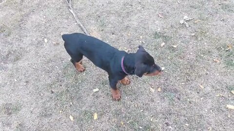 Rottweilers - Lil' Ed & Faye 14 Weeks - O.K., In A Few Months, No Intuders Welcome On The Premises!