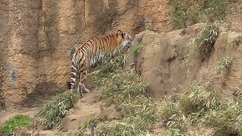 Siberian Tiger【Tama Zoological Park in Tokyo , Japan】