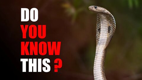 DO YOU KNOW THIS ABOUT SNAKE ? | PYTHON | | ANAKONDA | | COBRA | | SNAKE | | AMAZON |