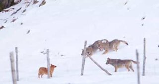 Ce chien échappe de justesse à l'attaque de 3 loups