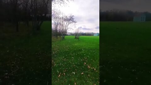 doggo hops like a deer.