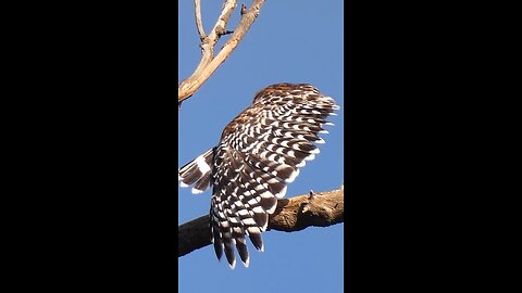 Red-shouldered Hawk🐦Morning Yoga