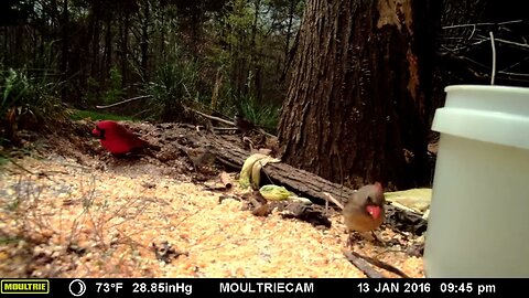 Cardinals 🐦 feeding 🥣 compilation #cute #funny #animal #nature #wildlife #trailcam #farm #homestead