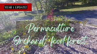 WOW! PERMACULTURE Food Forest / 1 Year Update !