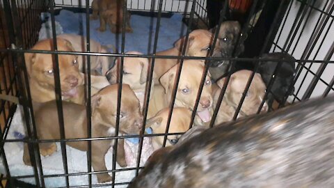 Pitbull puppies awake