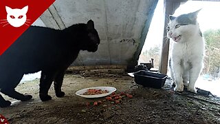 Feeding Hungry Cats in Winter