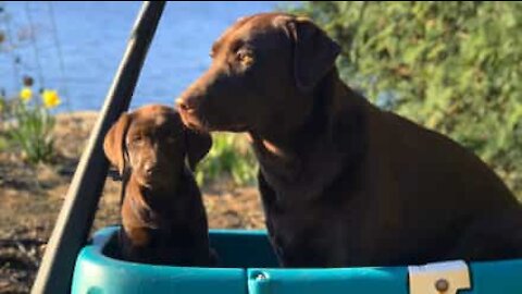 Labrador bebé recebe boleia da irmã mais velha!