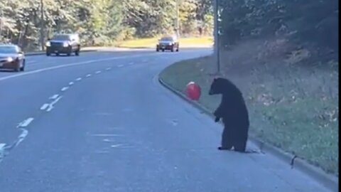 Bear Cub Playing With A Balloon