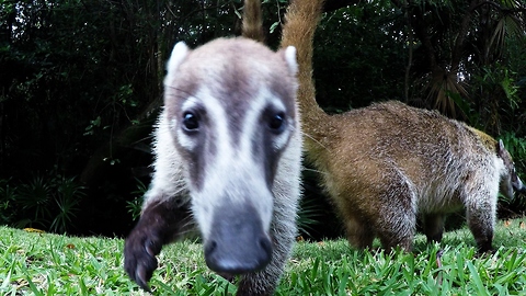 Curious Coatimundi snatches GoPro