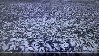 Northern coast of Japan dead fish washing up ☹️😱