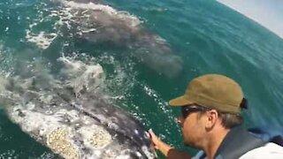 Une baleine grise aime se faire papouiller