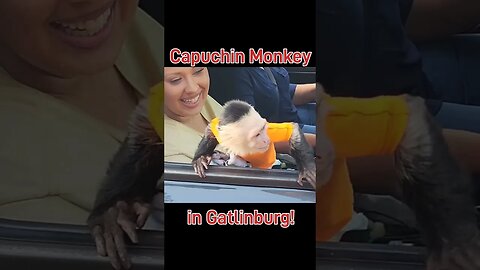 Capuchin Monkey in Gatlinburg