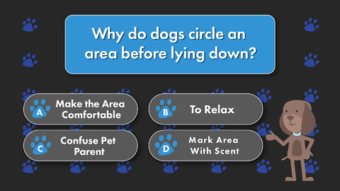 Why Does My Dog Circle Before Lying Down?