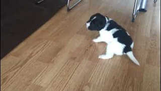 Cãozinho bebé tenta ficar em pé no chão escorregadio