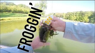Bass Smashes Top Water Frog