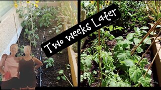 Amazing Two week Garden Update!