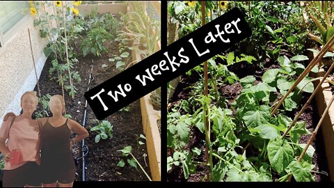 Amazing Two week Garden Update!