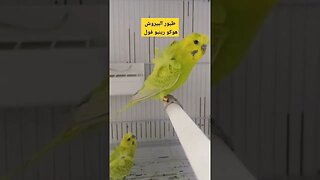 طيور البيروش هوكو رينبو فول