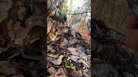 Amazing Footage Of a Ukrainian Sapper Disarming a Russian MOH-50 Landmine in a combat zone