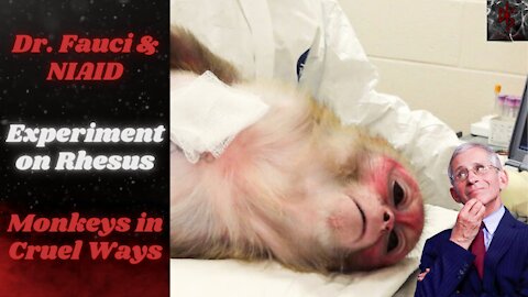 Anthony Fauci Tortures and Experiments on Rhesus Monkeys, Watchdog Discovers