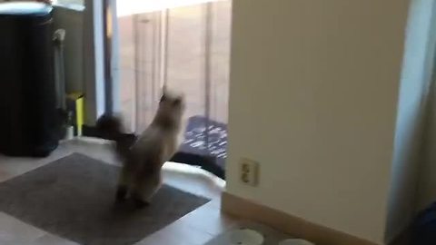 Cat hilariously leaps through screen every single time