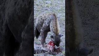 Rival Hyena Eaten Headfirst! | #shorts #shortsafrica #augdailyshorts