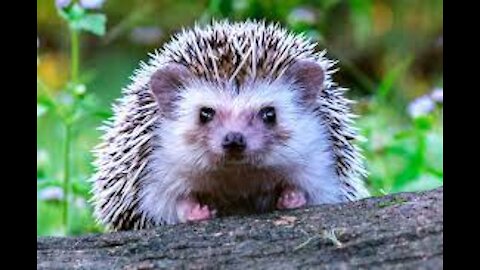 Interesting facts about hedgehogs