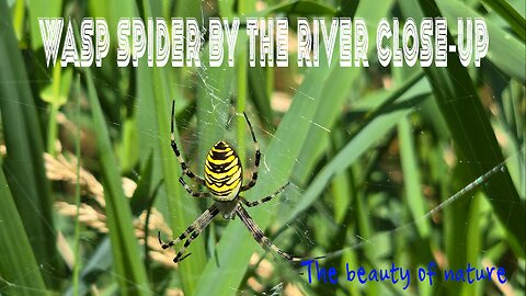 Wasp spider by the river, close-up / beautiful arachnid in nature.