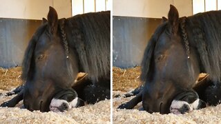 Horse & Pup Besties Share Cute Nap Together