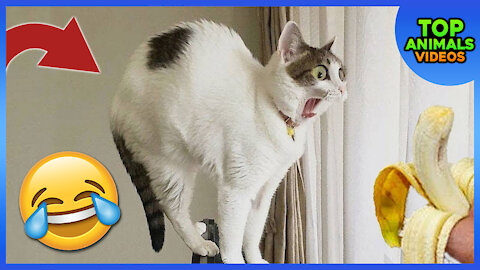 🔴 CUTE PETS AND FUNNY ANIMALS | COMPILATION #8 🐶🐱😂