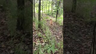 on the trail with doggo #dog #doggo #outdoors #trail