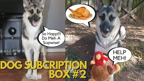 Dog Subscription Box "Thanksgiving Themed" / Husky-Shepherd Mix Opens Her Own Box + Taste Test