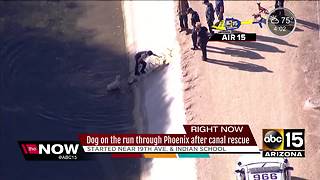 Dog rescued from Phoenix canal, runs off