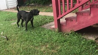 Mom & Pups rescued today from deadly heat - Stray Rescue of St.Louis