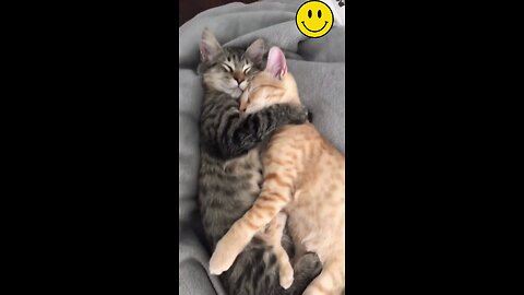 True love between cats