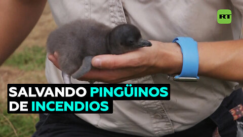 Carrera para proteger a los pingüinos de los incendios