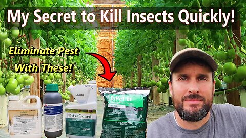 How to Kill Insect Pests on Your Tomatoes!