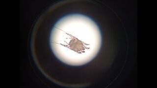 Cat ear mites: life stages of ear mite live.