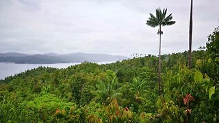 🎧 Sounds Of The Jungle Paradise Birds Of Raja Ampat West Papua, Indonesia
