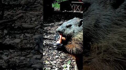 Dainty Groundhog Munches a Carrot #funnyanimals #shorts #animals