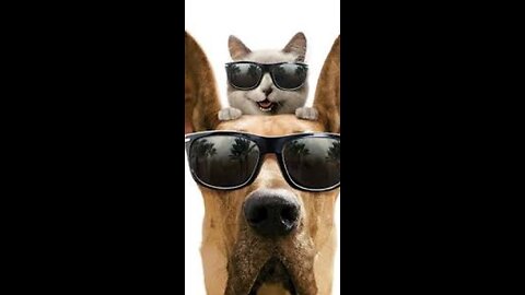 Funny Cats🐯 and Dogs 🐶 and other Animals 🐦New funniest Animals 2024 videos