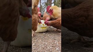 #pumpkin #chickens #homestead #halloween