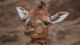 Giraffe Calf Falls 6 Feet During Birth: ZooBorns