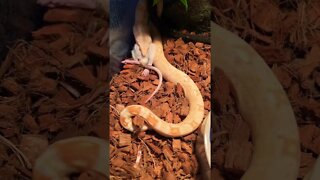 My Baby Boa Constrictor Eats A Huge Rat! 🤩🐍