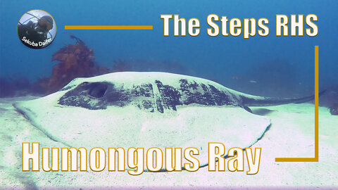 Humongous Ray | Scuba Diving at The Steps RHS | July 2021